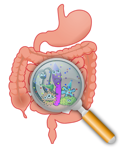 Gut health and the immune system